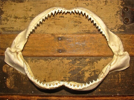 Real Authentic Shark Jaws / Taxidermy