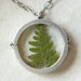 Fern Window Necklace Green Plant Jewelry - READY TO SHIP
