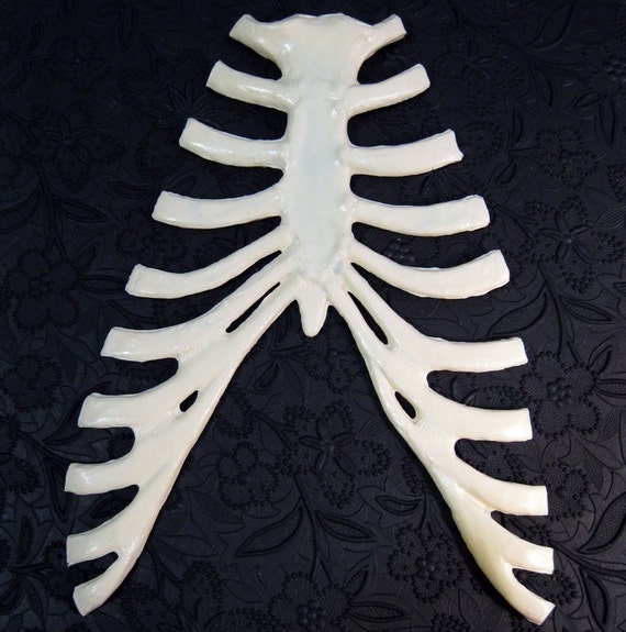 plastic rib cage anatomy life size bones skeleton by ...