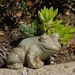 RESERVED for Jane Silver Leaf Jasper Frog Figurine Hand Carved Grab him before he jumps away 11TU150