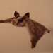 Needle Felted Sugar Glider