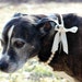Dog Flower Girl Creme Pearl Necklace w Ribbon Tie