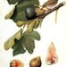 Reserved Mary SALE Vintage Book Plate Of Bird and Fig for Framing