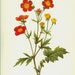 Vintage Book Plate by Redoute of Coccineum