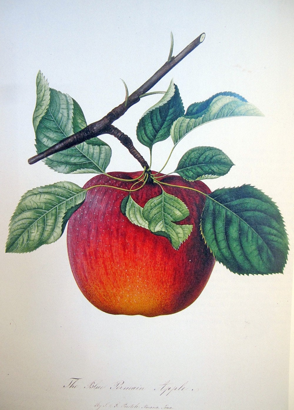 Ботаническая иллюстрация яблоки