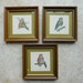 Vintage Framed Owl Prints Set of 3