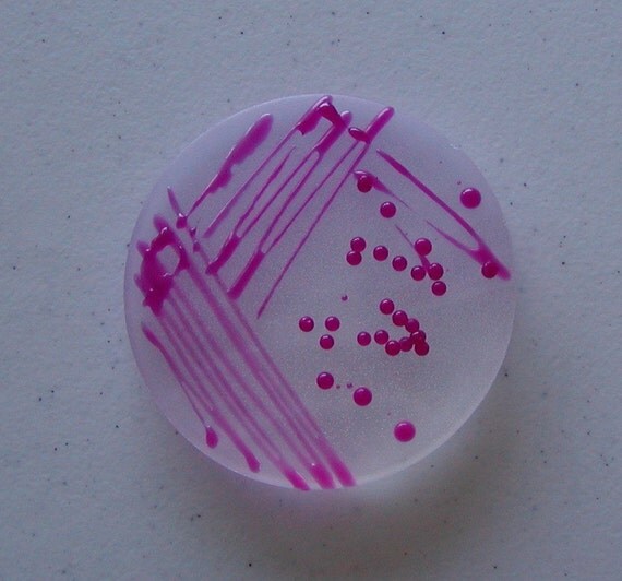 Soap Dark Pink Serratia marcescens Petri Dish Bacteria