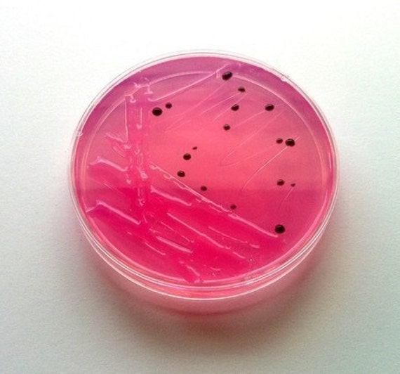 Items similar to Soap Black Salmonella in a Petri Dish (Grapefruit