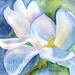 SALE Magnolia Watercolor Print 8x10
