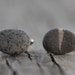 Beach stone cuff links Natural history Father's day gift