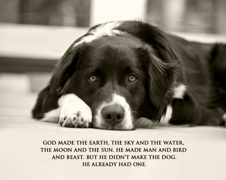 Dog Photography Quote Print Border Collie Native American