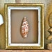 Florentine Framed Shell