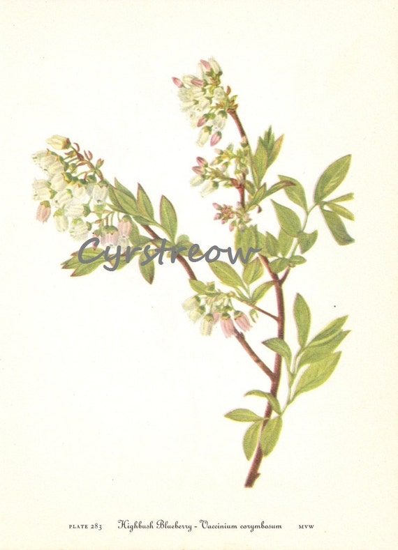 vintage flower lithograph HIGHBUSH BLUEBERRY old by cyrstreow