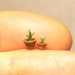 Quarter scale pair of tiny plants