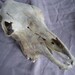 Elk skull