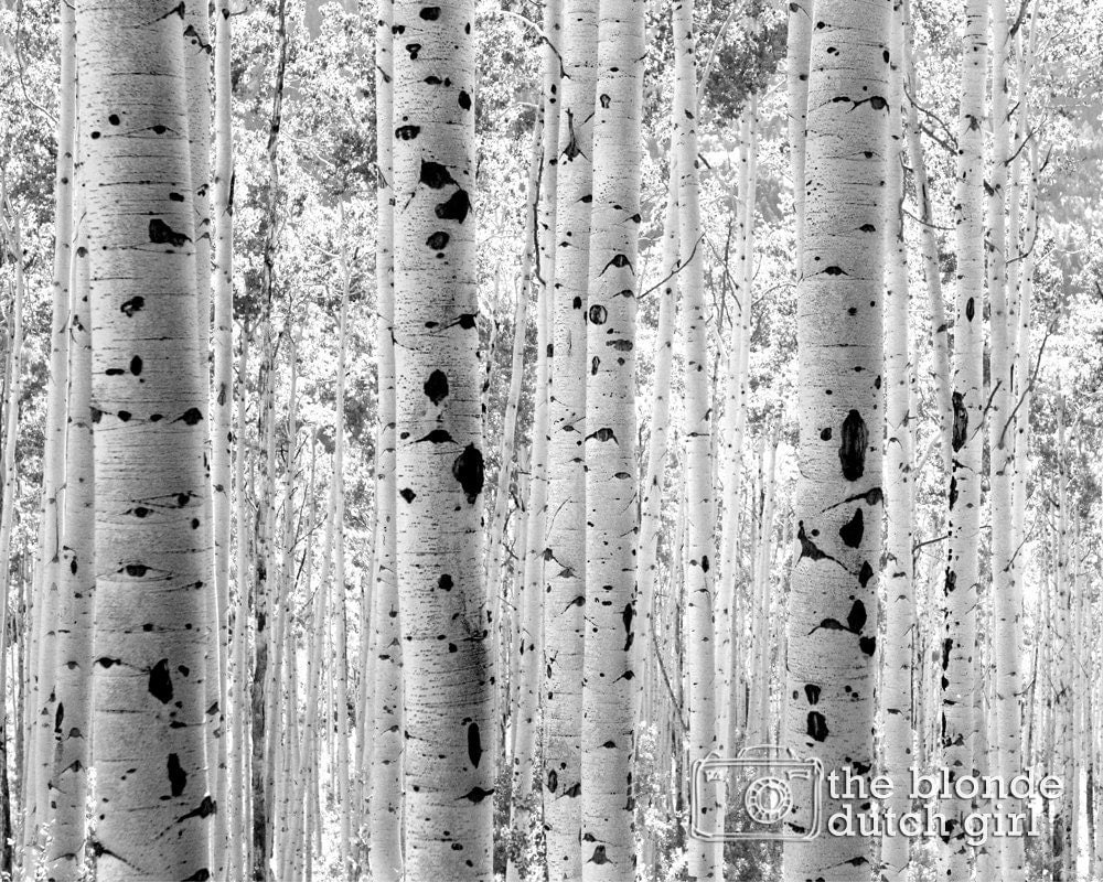 Aspen Photo / Aspen Trees / Aspen Tree Photo / Black and White