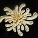Vintage 50's Signed Ming's Honolulu Chrysanthemum Brooch// Carved Pre-Ban Ivory With Sterling Silver Clasp