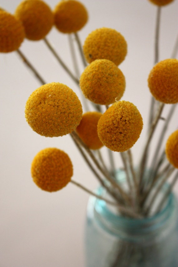 growing billy balls 28 images unavailable listing on etsy 50 craspedia dried preserved growing billy balls 28 images unavailable listing on etsy 50 craspedia dried preserved