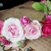 Midsummer Night's Dream - Rose Hair Tiara