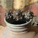SALE // Antique Georgian Sliver Filigree Brooch
