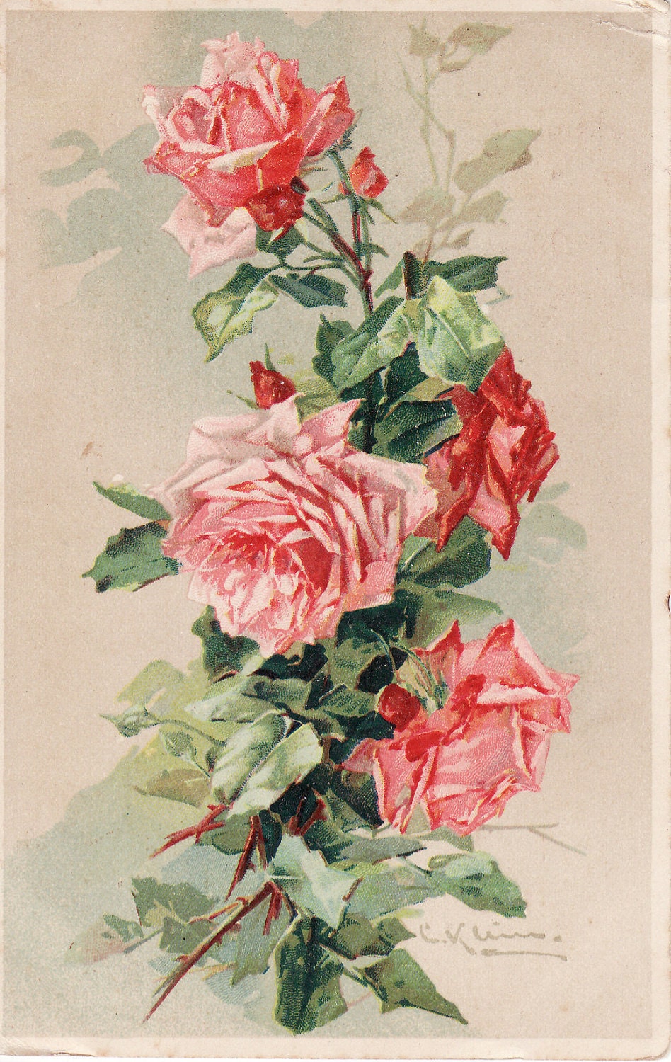 1906.....Catherine Klein Roses....original vintage postcard