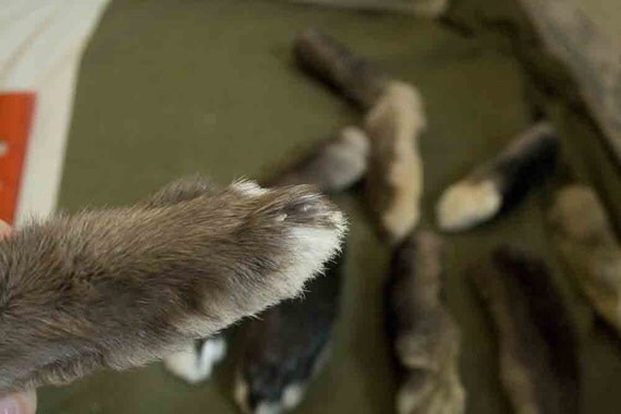 how are lucky rabbits feet made