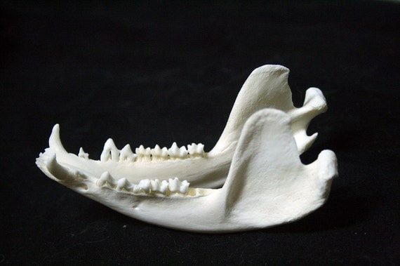SALE Opossum Jaws Teeth Real Bone Grade A