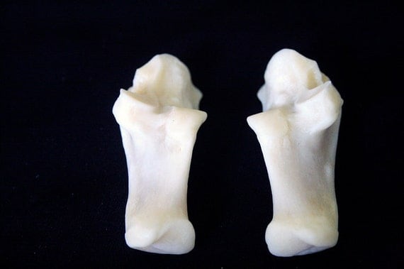 Lot of 2 Extra Large Cougar Calcaneus Bones by DesertRoseTaxidermy