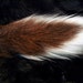 RESERVED - Real Dried Whitetail Deer Tail - Fur, Hide, Taxidermy - Grade A