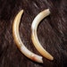 SALE - x2 Muskrat Incisors - Real Teeth, Rodent, Taxidermy, I4 - Grade A