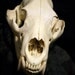 SALE - XL Black Bear Skull - Grade A, Real Bone, Teeth, Taxidermy