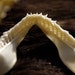 x1 Cat Shark Jaw - Teeth, Real Bone, Rodent, Taxidermy, J672 - Grade A