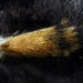 x1 Pine Squirrel Tail 4-6 Inch - Fur, Hide, Taxidermy, T2792 - Grade A