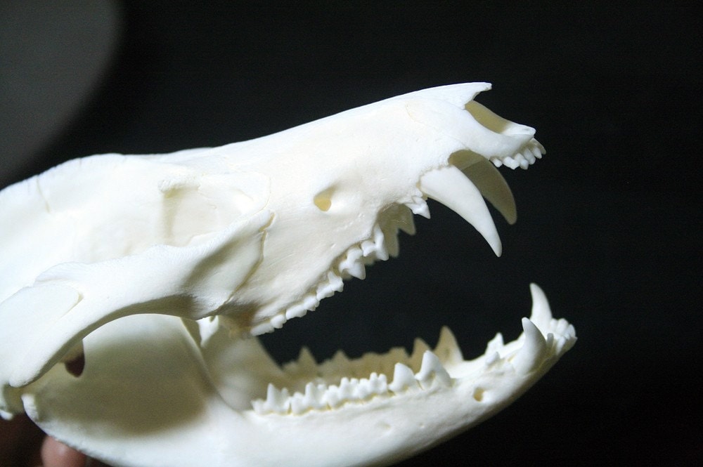 Opossum Teeth Pictures On Skull Pictures