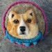 Corgi dressed to go out