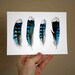 Four Blue Jay Feathers Small Archival Print