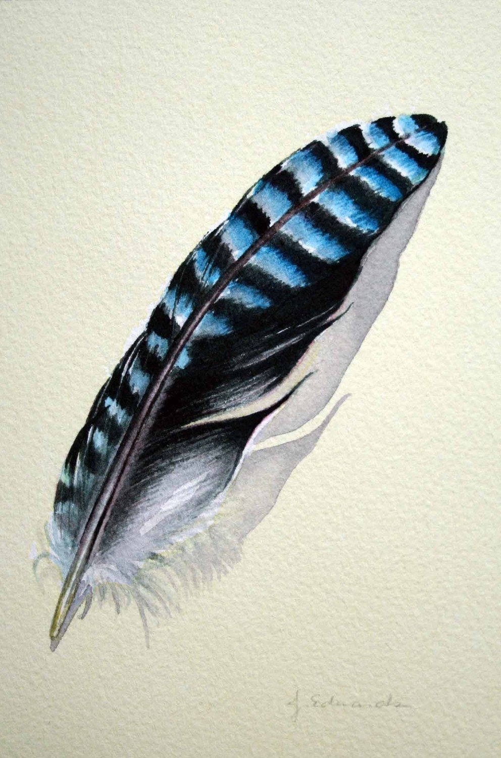 Feather 108 European Blue Jay Feather from Australia