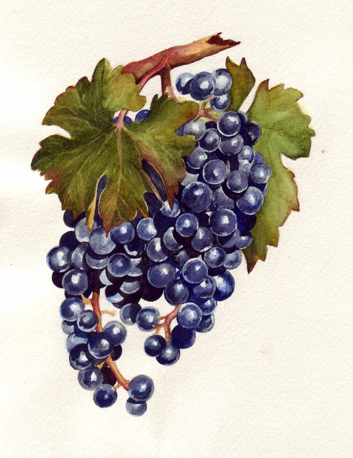 Blue Grapes Watercolor Original Watercolour