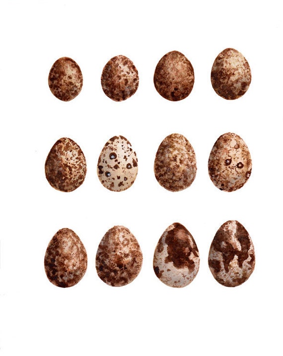 Items similar to Quail Eggs painting print 8" x 10" on Etsy