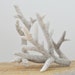 White Branch Coral Pieces