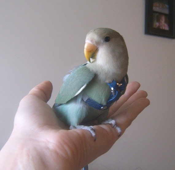 Lovebird Leather Harness Leash and Case by Leathers4Feathers