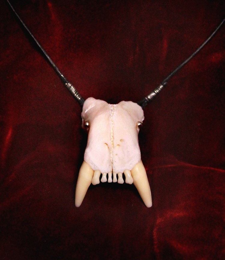 Real Lion Tooth Necklace by NaturePunk on Etsy