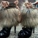 spats,cuff, faux fur spats, fall fashion,winter fashion, legwarmers, victorian, steampunk, warm, high fashion,eco friendly