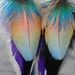 Feather Earrings - Rare Tri-colored Macaw Parrot Feathers in Sky Blue, Peach and Red w Blue Peacock w Long Purple,Blue Black & White Grizzl