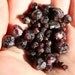 16 Gorgeous Garnets Red Almandine Crystals from Alaska