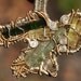 Moldavite, Heliodor, Green Tourmaline Wire Wrapped in Sterling Silver Pendant