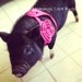 Perfect Clip for your Pet - Attach to harness, collar, or hair