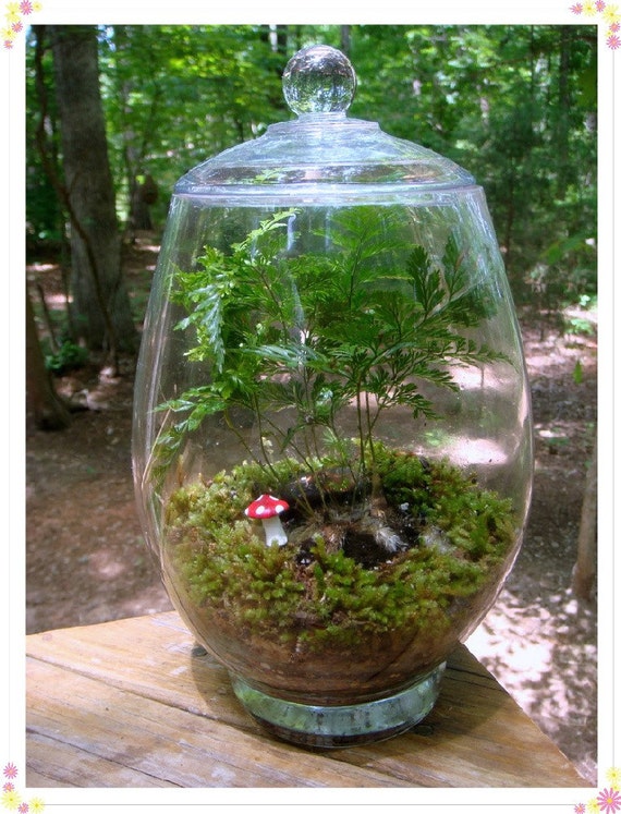 FERN TERRARIUM NO 8 Rabbits Foot Fern