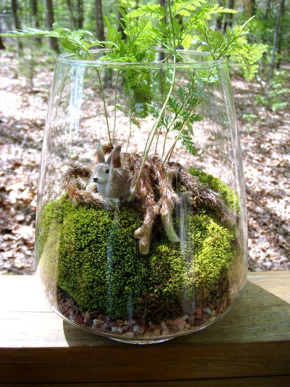 Vase Terrarium Rabbits Foot Fern Moss. Terrariums by