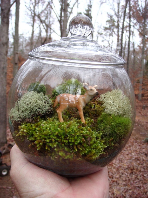 Small Covered Vase Terrarium Glass Deer Lichen and Moss.